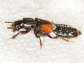 Bledius opacus